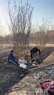 高度300厘米丛生紫薇