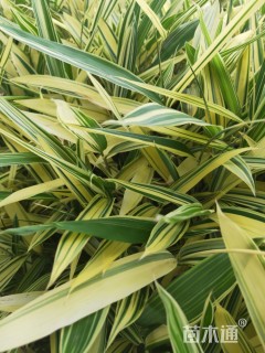 0.2公分菲白竹
