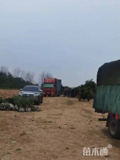 高度40厘米黑松