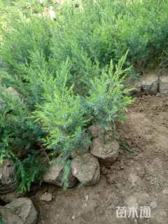 高度20厘米圆柏