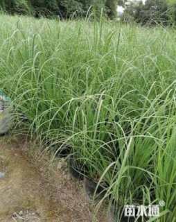 高度20厘米蒲苇