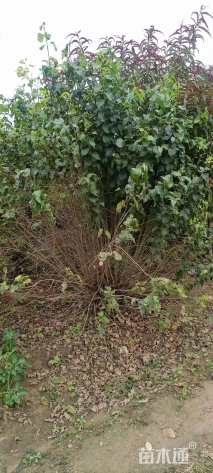 高度200厘米丁香