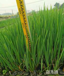 高度40厘米西伯利亚鸢尾