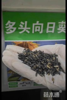 多头向日葵种子向日葵种子