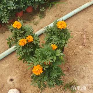 高度10厘米孔雀草