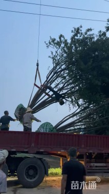 高度300厘米丛生茶条槭