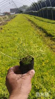 高度20厘米佛甲草