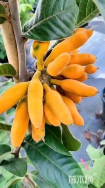 高度150厘米紫玉盘