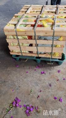 高度30厘米一串红