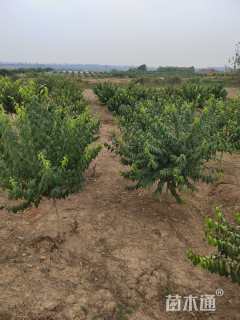 高度220厘米蜡梅