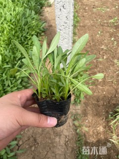 高度20厘米大花金鸡菊