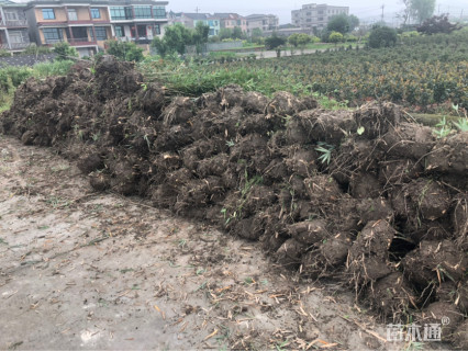 地栽苗慈孝竹