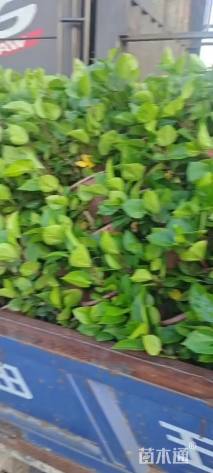 高度25厘米扶桑