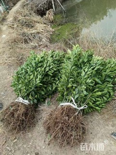 高度30厘米柑橘小苗