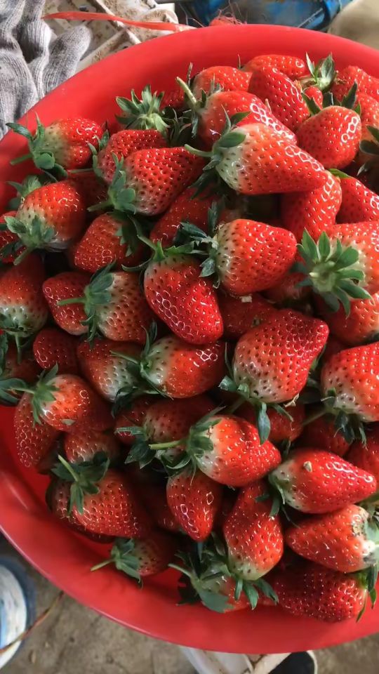 10厘米红颜草莓