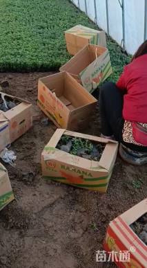 高度18厘米薰衣草