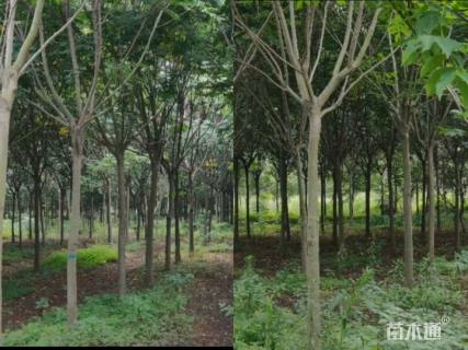 12公分黄山栾树