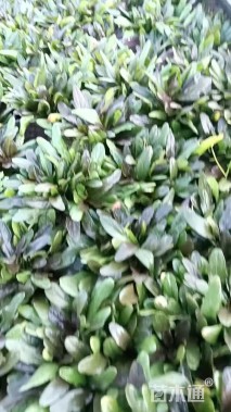 高度10厘米筋骨草