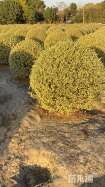 冠幅200厘米银姬小蜡球