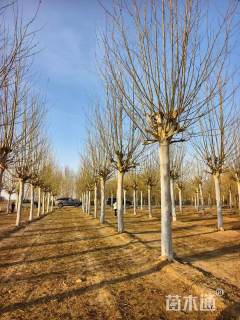 21公分速生法桐