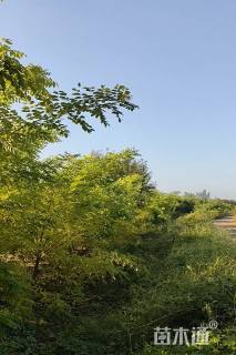 5.8公分黄金槐