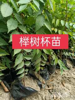 高度60厘米红榉小苗