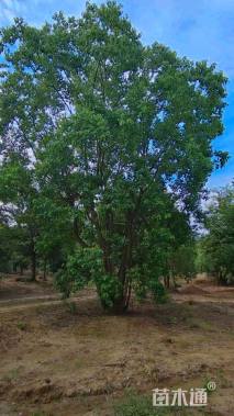 60公分丛生乌桕