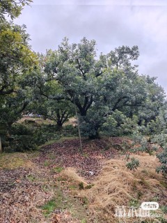 高度2500厘米荸荠