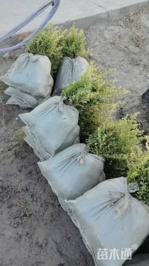 高度20厘米小丑火棘