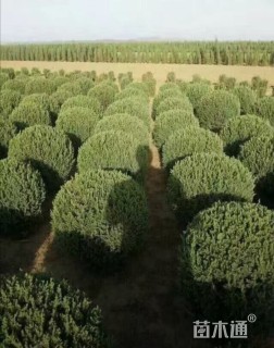 冠幅100厘米桧柏球