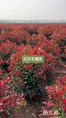 冠幅40厘米红叶石楠球