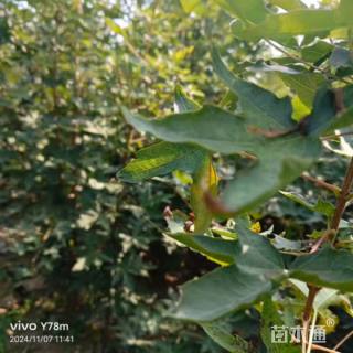 高度100厘米五角枫小苗