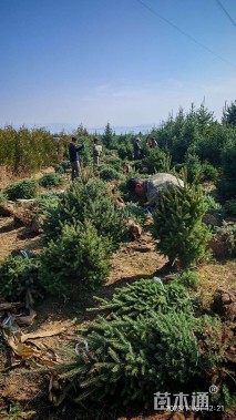 高度150厘米青海云杉