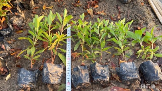 高度25厘米毛鹃