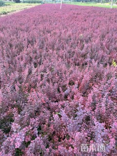 高度40厘米红叶小檗