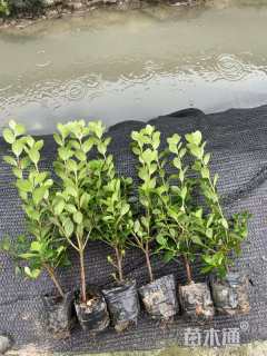 高度25厘米夏鹃