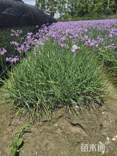 高度40厘米紫娇花