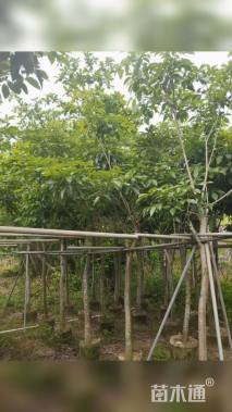 5公分紫花风铃木