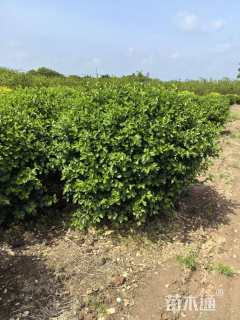 冠幅100厘米卫矛球