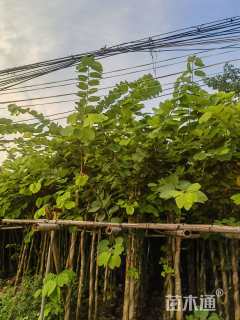 高度2.5厘米紫荆