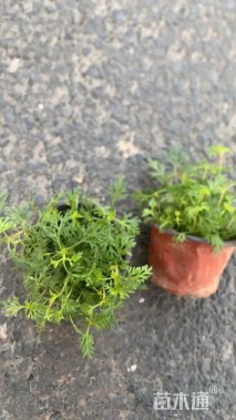 高度10厘米美女樱