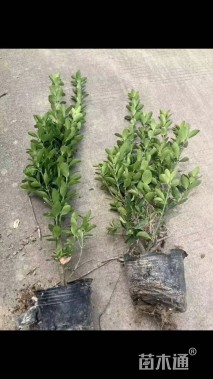 高度40厘米大叶黄杨