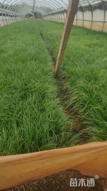 高度20厘米细叶麦冬草