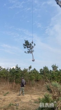 高度300厘米黑松
