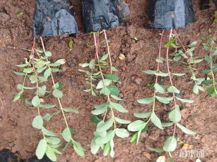 高度30厘米金丝桃