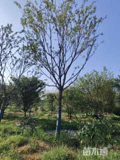 25公分朴树