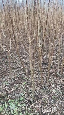 高度60厘米蜂糖李