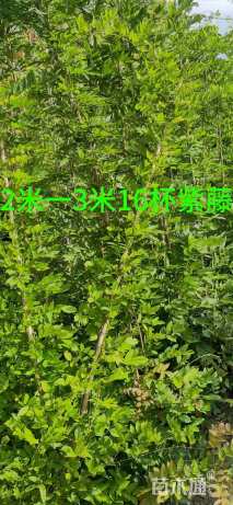 60厘米油麻藤