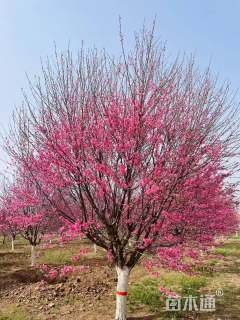 18公分菊花碧桃