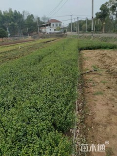 高度50厘米小叶女贞